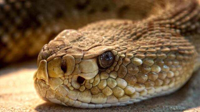 Un mendocino pide fotos de serpientes por Twitter y los usuarios se prendieron