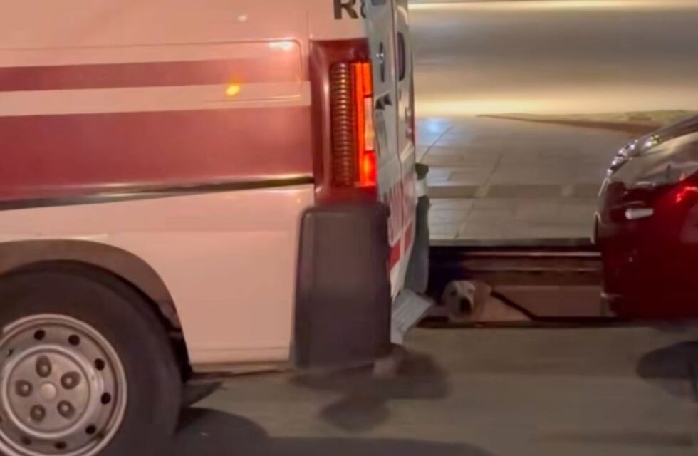 Amigos perrunos: los bomberos de Carlos Paz rescataron a un perrito atascado en una boca de tormenta luego “del aviso” de otro perro