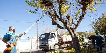 La Municipalidad de la Ciudad de Mendoza continuará con los trabajos de desrame del arbolado de los paseos y calles de la Capital. Gentileza MCM
