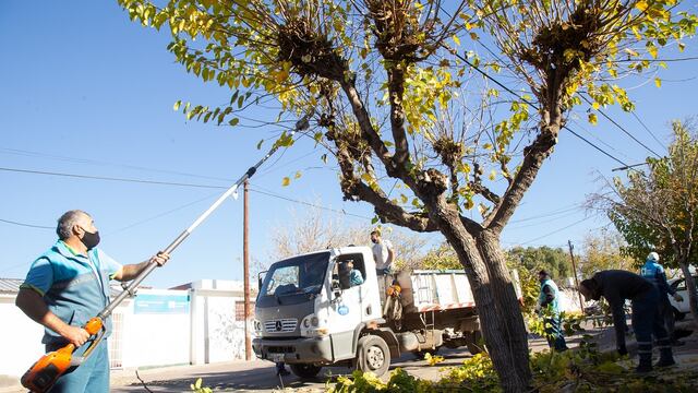 La Municipalidad de la Ciudad de Mendoza continuará con los trabajos de desrame del arbolado de los paseos y calles de la Capital. Gentileza MCM