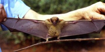 Nuevo caso en Tandil de rabia: cuáles son los pasos a seguir