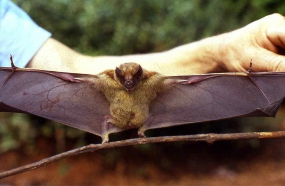 Nuevo caso en Tandil de rabia: cuáles son los pasos a seguir