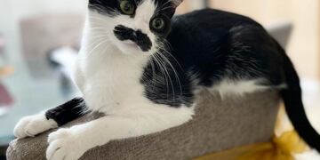 Gato se hace viral por su parecido con Mercury