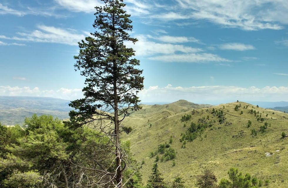 Una vecina de Córdoba aseguró que una virgen “se le presentó” en un árbol