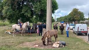 Siguen secuestrando caballos sueltos en las calles