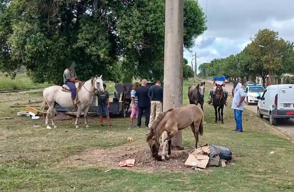 El municipio continúa con el secuestro de caballos en la vía pública