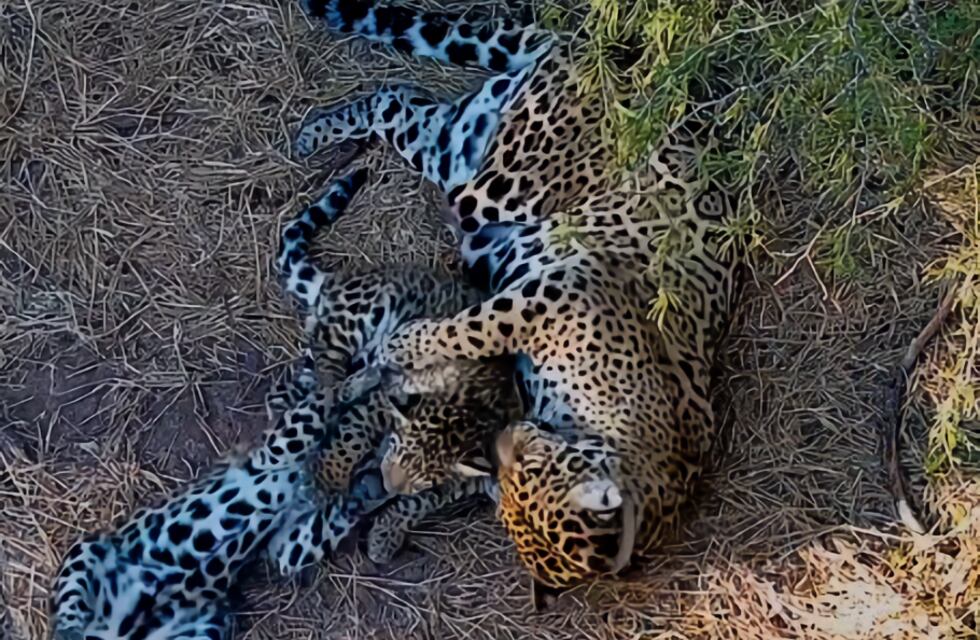 Parque Nacional el Impenetrable: Nalá y Takajay crecen en perfectas condiciones