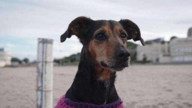 Desde el próximo lunes, los dispositivos continuarán en Félix U. Camet, Batán y Playa Serena. En tanto, el equipo de la vacunación antirrábica seguirá visitando distintos barrios de nuestra ciudad.