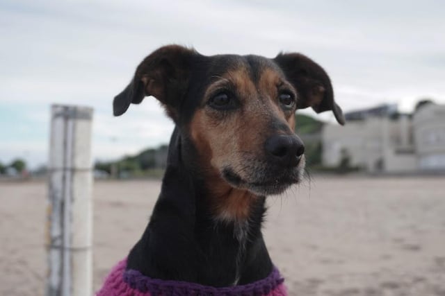 Punta Alta: comenzó una nueva campaña de vacunación antirrábica