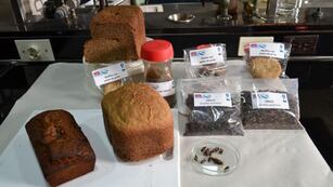 Harinas y productos con origen en insectos, en prueba en el país (Gentileza INTA)