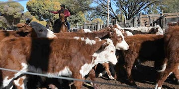 “Se discute en la cancha, siendo productivo y no frenando” dijo el  presidente del Círculo de Veterinarios de Tres Arroyos