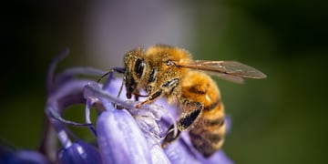 La mujer se descompensó luego de haber sido picada por una abeja.