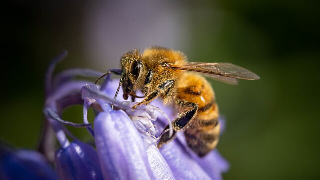 La mujer se descompensó luego de haber sido picada por una abeja.