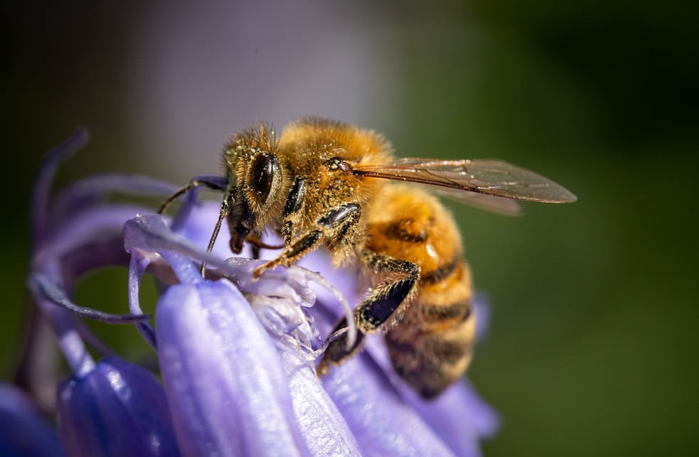 La picó una abeja y murió: investigan una tragedia en el interior de Córdoba