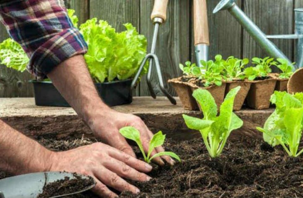 Videoconferencia sobre cómo hacer una huerta urbana en 10 pasos