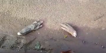 Hallan carpinchos faenados en una reserva natural de Posadas.