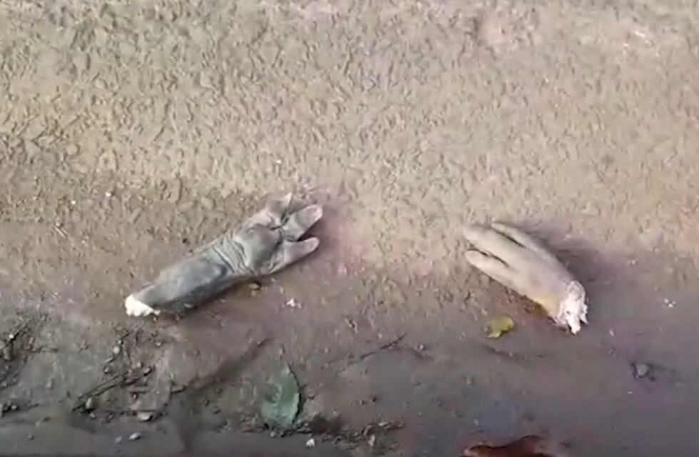 Hallan carpinchos faenados en una reserva natural de Posadas