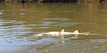 Autoridades investigan la muerte de decenas de peces en la Represa Urugua-í de Puerto Libertad.