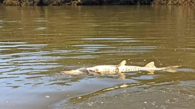Autoridades investigan la muerte de decenas de peces en la Represa Urugua-í de Puerto Libertad.