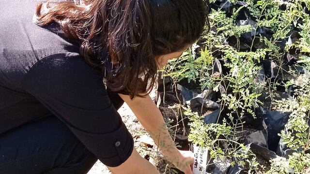 Trabajo de mantenimiento en el vivero municipal de Carlos Paz.