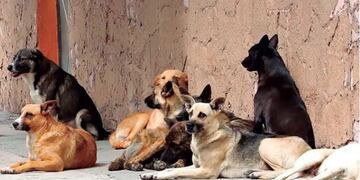 "El destino final de los animales que no sean reclamados por sus dueños o que no sean adoptados, será la eutanasia”, dijo Leopoldo Soler. / Imagen ilustrativa.