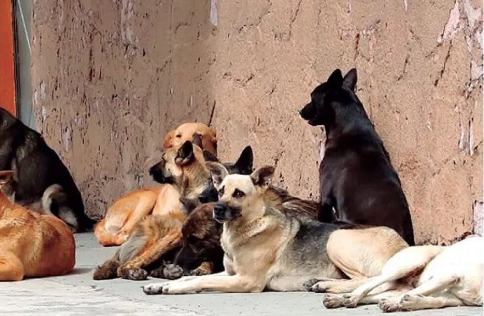 Al final, en Ullum sí tratarán el proyecto de eutanasia para perros callejeros