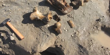 El descubrimiento fue este domingo en La Caleta – a 25 kilómetros de Mar del Plata-.