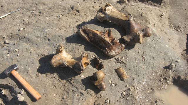 El descubrimiento fue este domingo en La Caleta – a 25 kilómetros de Mar del Plata-.