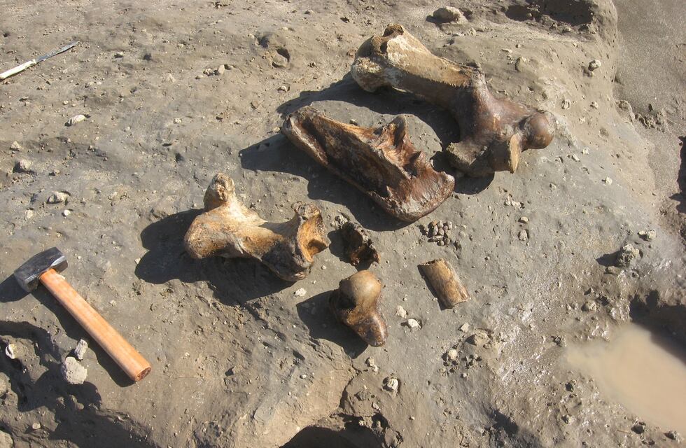 Hallaron restos fósiles de un perezoso gigante en una playa de Mar Chiquita