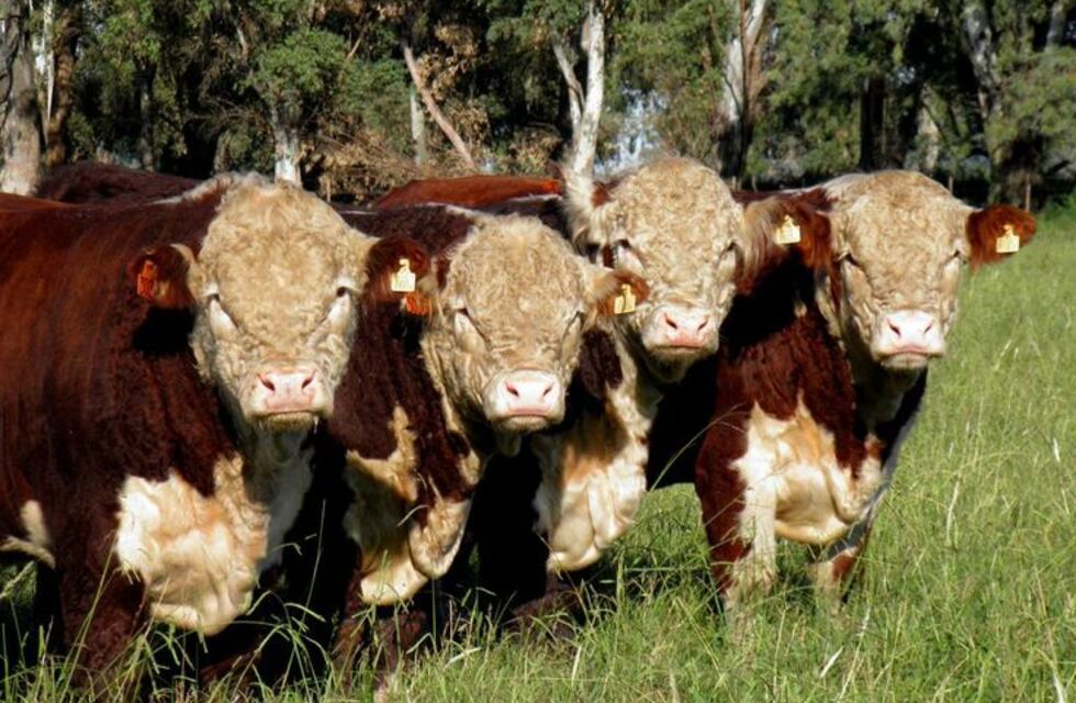 Exportación de genética en pie bovina a chile
