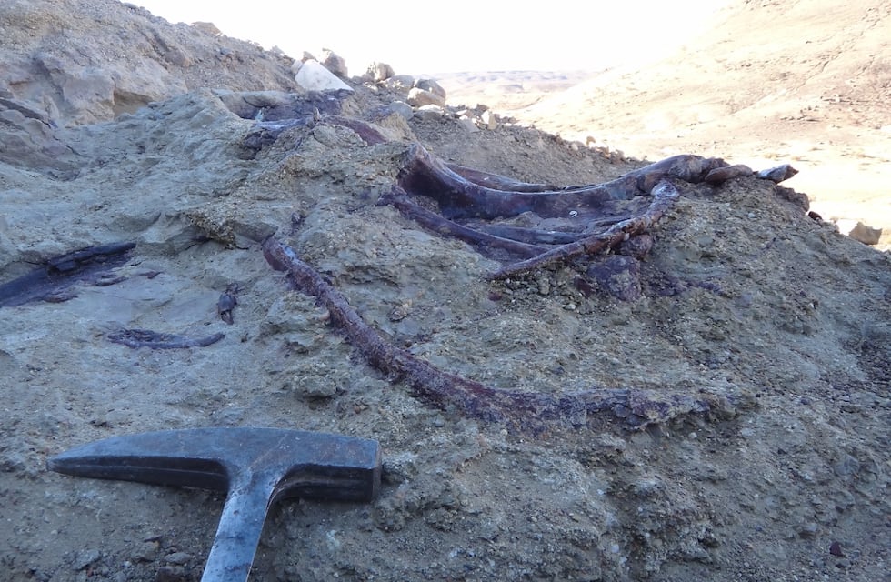 Hallan un gran dinosaurio argentino que aporta datos inéditos sobre depredadores: qué había en su mandíbula