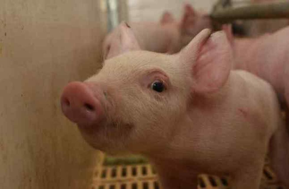 Un cerdo mató al carnicero que lo iba a sacrificar y generó desconcierto en el matadero