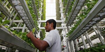 Agricultura vertical