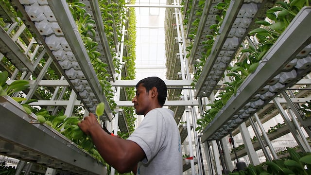 Agricultura vertical