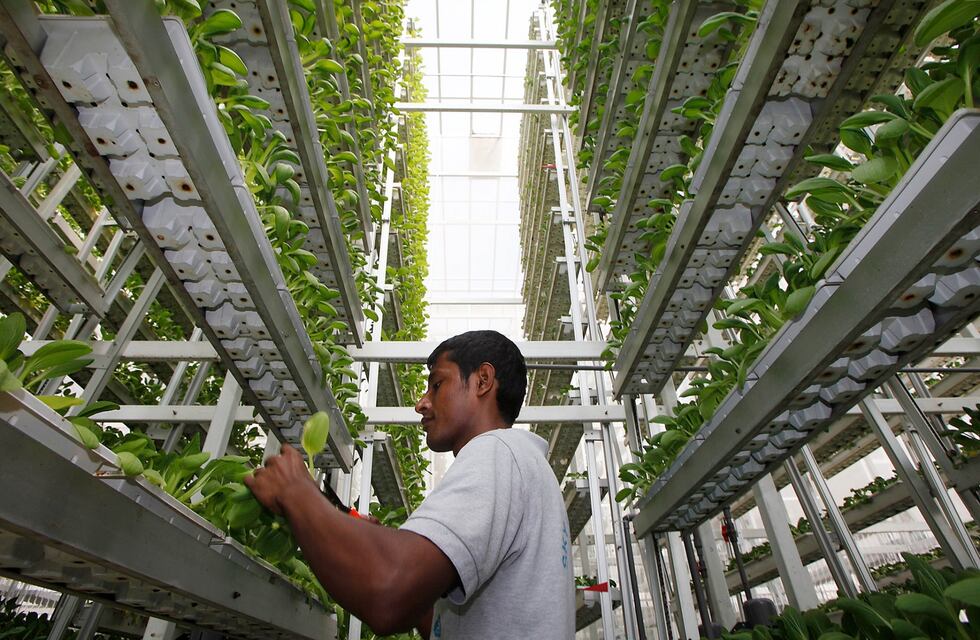 Los beneficios de la agricultura vertical