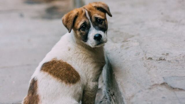Un restaurante en Mendoza causó ternura en las redes por un lindo gesto que tuvo con perritos callejeros