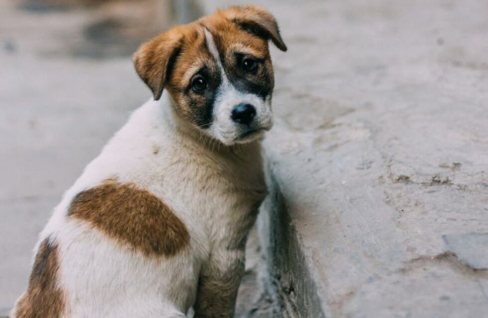 Un restaurante en Mendoza causó ternura en las redes por un lindo gesto que tuvo con perritos callejeros