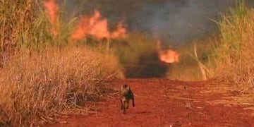 Alto riesgo de incendios forestales en Misiones por calor y sequía.