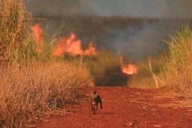 Alto riesgo de incendios forestales en Misiones por calor y sequía.