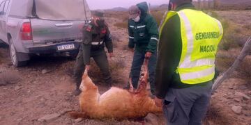 Gendarmería incautó 400 kilos de carne de guanaco que trasladaba un hombre hacia San Antonio Oeste.