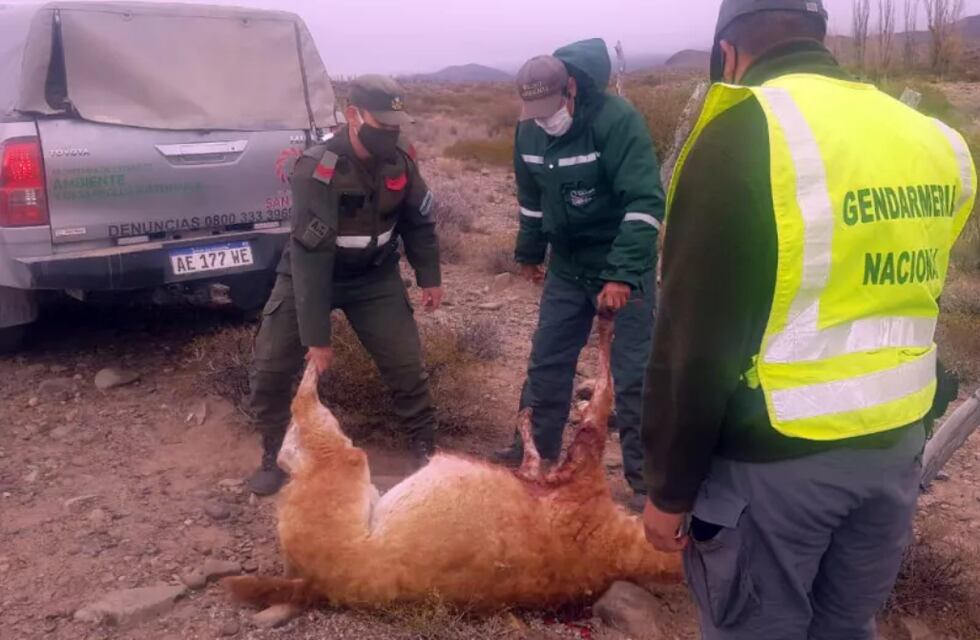 Un hombre intentó trasladar 400 kilos de carne de guanaco en su auto