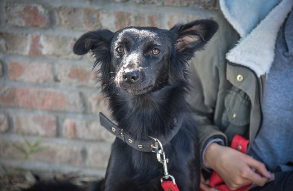 Nuevas ubicaciones de los quirófanos móviles para animales