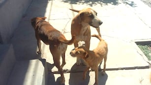 El artículo 71 la Constitución de la Provincia de Jujuy titulado "Bienestar animal y prohibición del trato cruel" considera a los animales como seres sintientes y merecedores de trato digno.