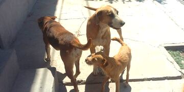 El artículo 71 la Constitución de la Provincia de Jujuy titulado "Bienestar animal y prohibición del trato cruel" considera a los animales como seres sintientes y merecedores de trato digno.
