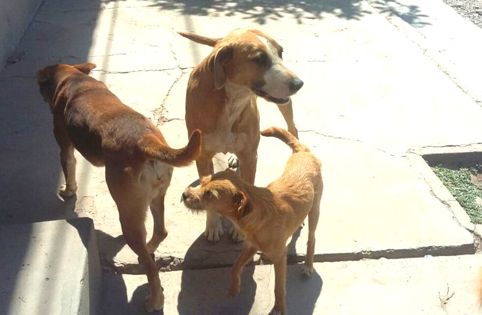 Un violento mató a los cinco perros de su hermana y ahora le prohíben que se acerque a ella