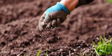 Zin como nutriente natural