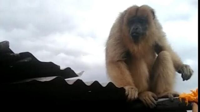 Rescataron a una mona Carayá de un tejado en El Manantial.