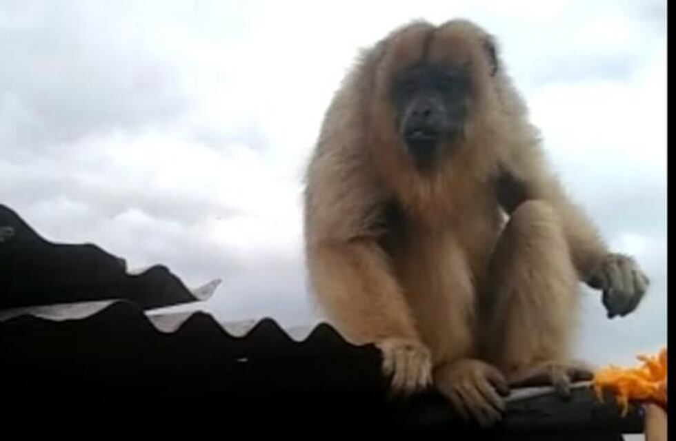 Rescataron una mona Caraya que estaba en el techo de una casa en El Manantial