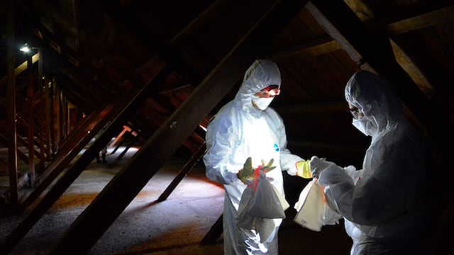 Los murciélagos capturados se ponen en bolsitas de algodón para la recolección de las heces. Foto: gentileza investigadoras.