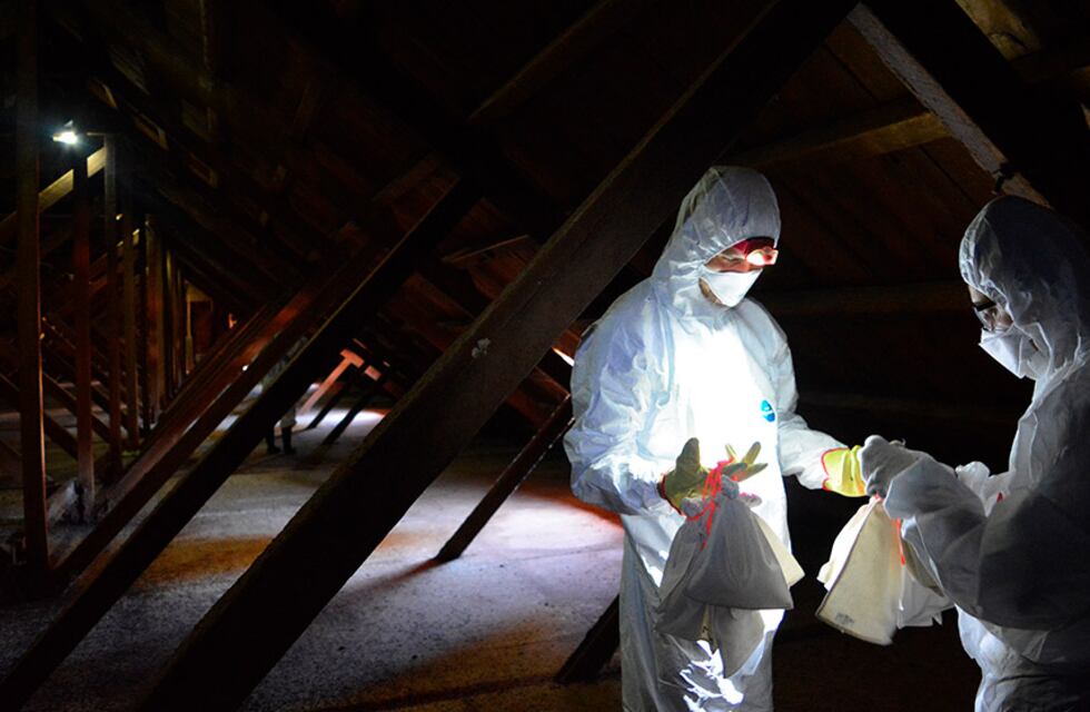 Identifican 35 nuevos virus en murciélagos argentinos de la Facultad de Derecho y Zavalla